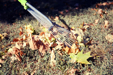 Fallen leaves and rake on green grass at the park