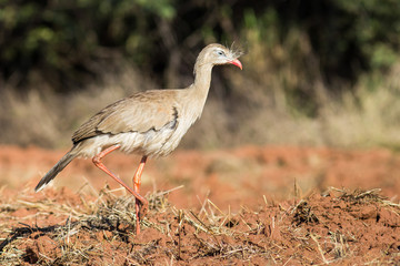 Red-legged Seriema at natural habitat