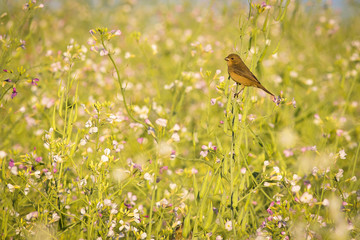 Bird and Flowers