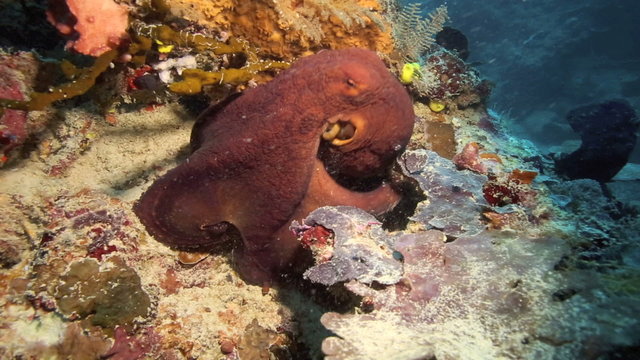 Octopus changing camouflage while trying to hide before swimming away at Sipadan Island, Borneo 