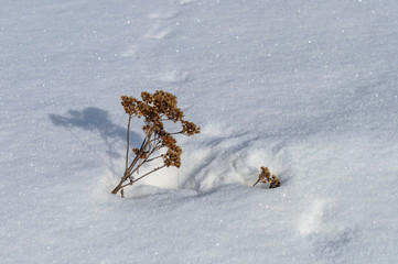 Bunch of dry grass in snowy field