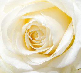 Beautiful white rose