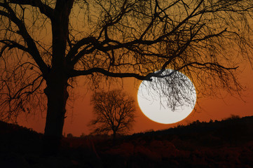 sunset behind the trees 