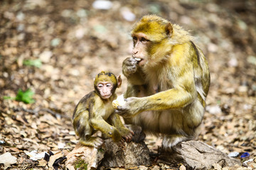 Obraz premium Macaque monkey in Morocco