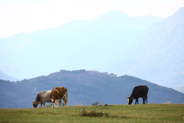 Cows on a field