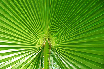 Palm leaves closeup