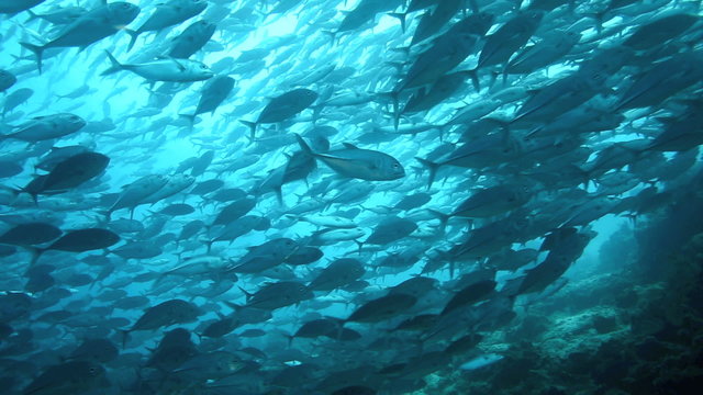 School of bigeye trevally underwater at Sipadan Island, Borneo 