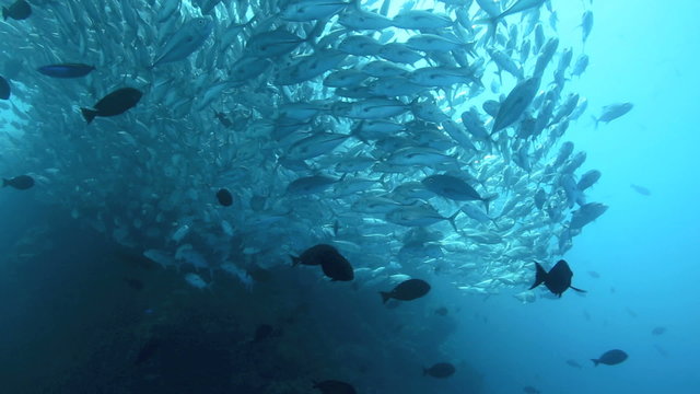 School of bigeye trevally underwater at Sipadan Island, Borneo 