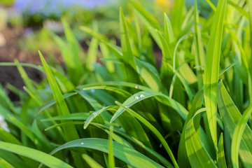 Tautropfen auf kräftigen Gras