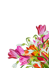 Obraz premium spring flowers tulips isolated on white background