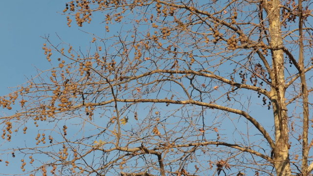 Plane tree and seeds in Autumn,