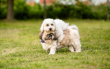 Shih tzu and Coton de Tulear best dog friends