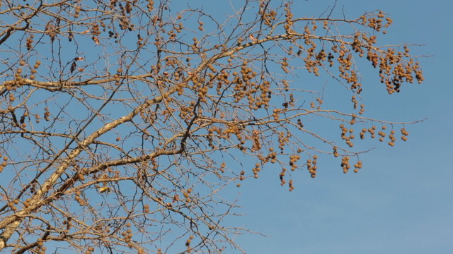 Plane tree and seeds in Autumn,