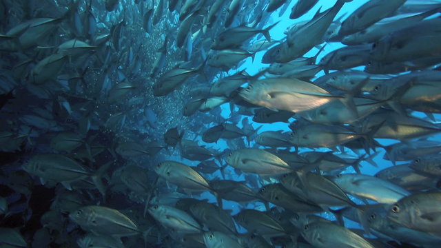 Huge school of bigeye trevally swimming closely together underwater at Sipadan Island, Borneo