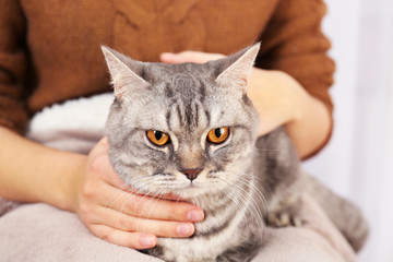 Woman holding lovely grey cat, close up