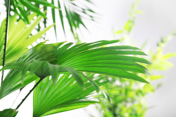 Green palm leaves, closeup