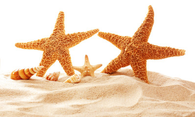 Fototapeta na wymiar Starfishes and shells on sand against white background