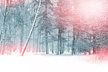 Winter forest. Winter landscape.