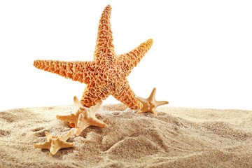 Sea star and shells isolated on white background