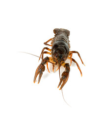 crawfish isolated on white