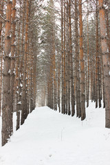 Symmetrical line of trees