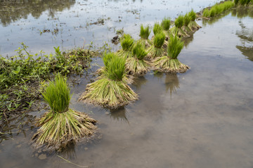 Bucnhes of young rice plants