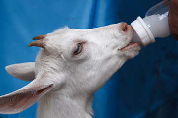 Fototapeta premium Goats are drinking milk from a bottle