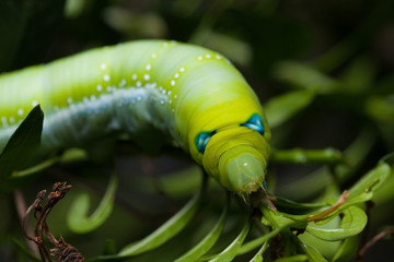 Daphnis nerii Caterpillar or oleander hawk-moth in bush and leaf close-up