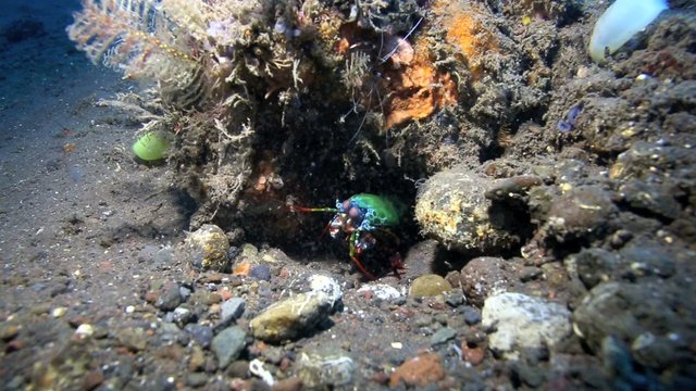 Smashing mantis shrimp cleaning itself under a piece of coral on the ocean floor in Tulamben, east Bali 