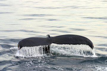 Tail fin of a gray whale in Atlantic..