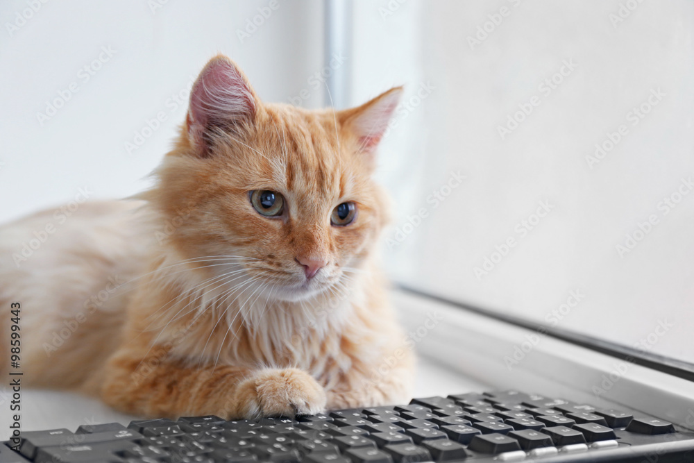 Wall mural red cat with computer keyboard lying on window board, close up