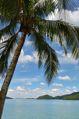 Coconut tree under blue sky and bright sun ..