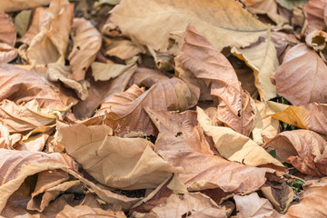 Fallen teak leaf on ground in forest