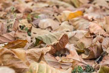 Fallen teak leaf on ground in forest