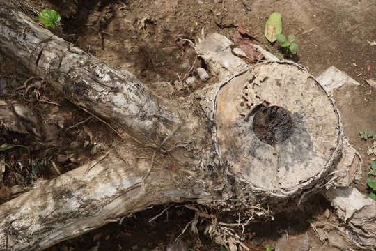close up tree stump