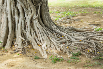 Big trunk and roots of old banyan tree