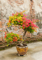 Colorful bougainvillea flower in big jar on old broken brick wal