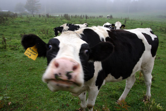 Cow ..