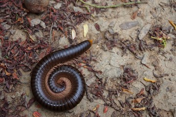 millipede in the garden