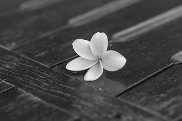 Plumeria on a wooden table in Black and White tune