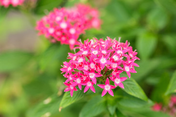 Close up Red flower in garden