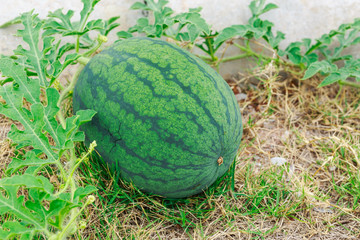 Watermelons on the green melon field in the summer