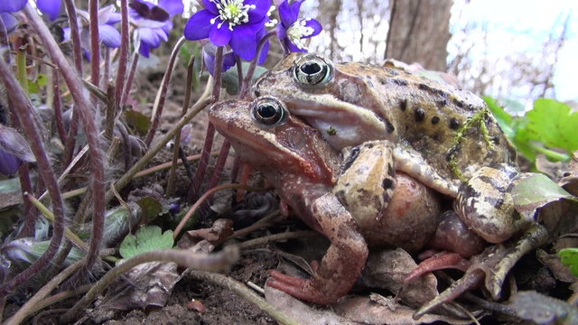 Flowering hepatica violet flowers and two copulating frogs in spring