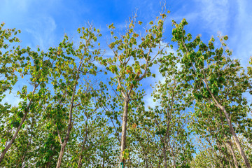 Teak forests in Thailand