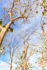 Teak forests in Thailand