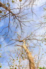 Teak forests in Thailand