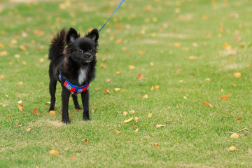 Small Black dog