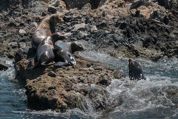 Lobos Marinos en Isla Espiritu Santo, Baja California Sur, México