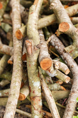 Image of a lot of pyre, woodpile