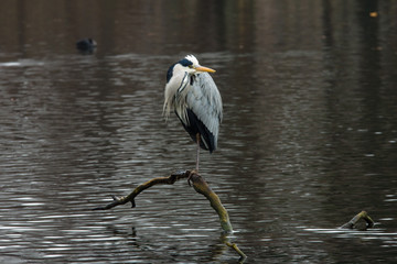 Grey heron (Ardea cinerea) standing on one leg in the middle of the lake.